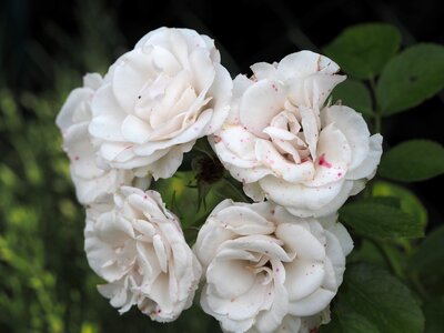Romantic valentine's day rose bloom