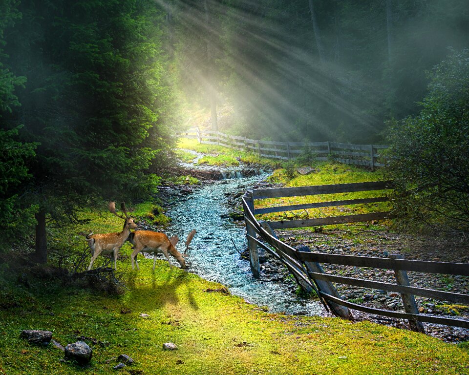 Mountain stream atmospheric animals
