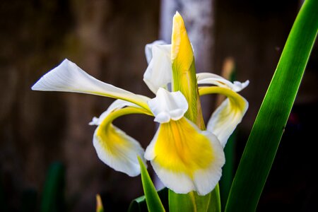 Plant bloom blossom
