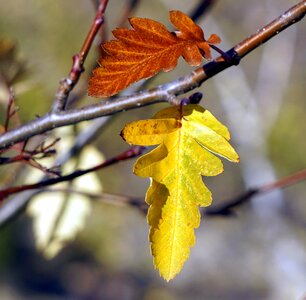 Nature plant branch