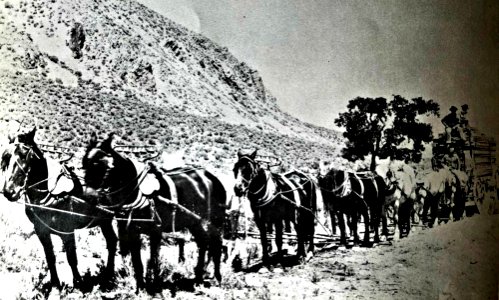 Twelve horse team Pine grove, NV, circa 1880