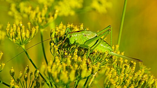 Antenna green wildlife