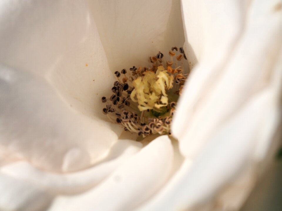 Romantic valentine's day rose bloom