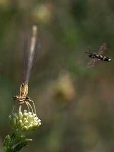 Wings plant nature