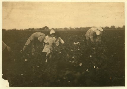 Two families working together on Kimball farm near Waxahachie. The four year old picks nine pounds a day regularly and the eleven year old picks three hundred pounds a day. LOC nclc.00238