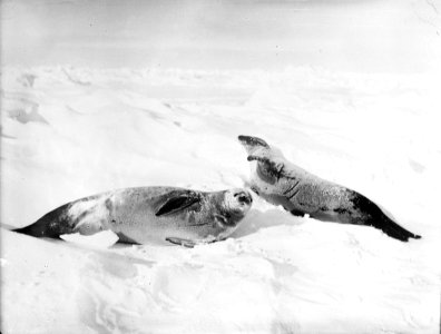 Two crab-eater seals on the ice, Weddell Sea RMG P00017