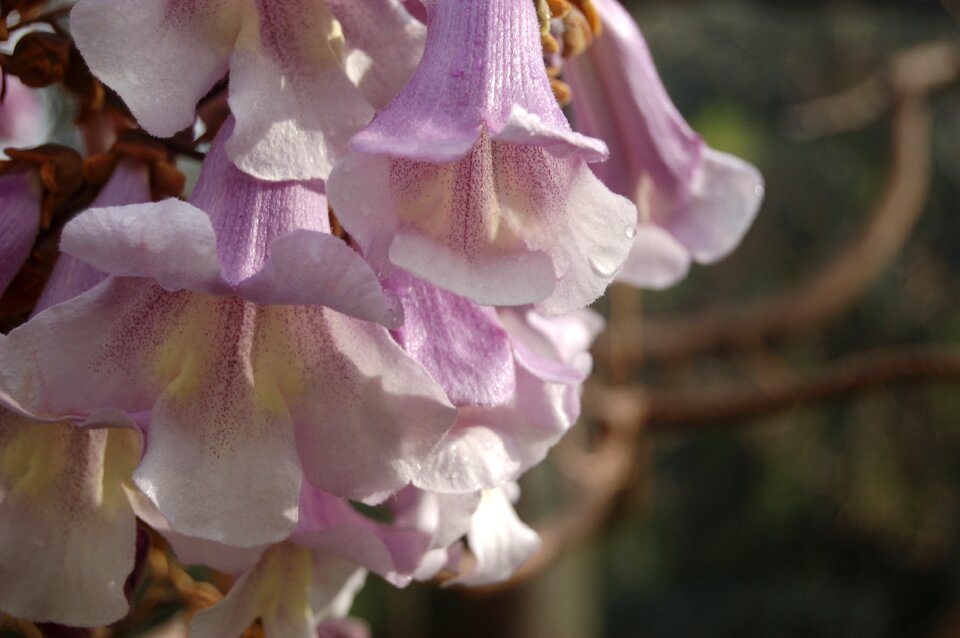 Garden the tree of the princess paulownia tomentosa