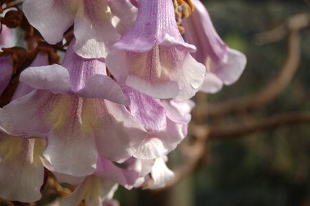 Garden the tree of the princess paulownia tomentosa