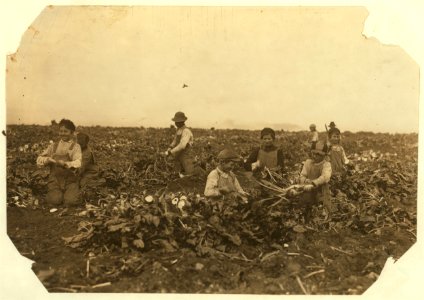 Two families were represented here, topping beets on farm near Ft. Collins, Colo. Out of 12 workers, 7 were children, aged 7- 8- 9- 11- 12- 13- 14- years. This is an exceptional group. LOC nclc.05586