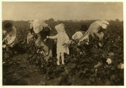 Two families working together on Kimball farm, near Waxahachie. The four year old picks nine pounds a day regularly and the eleven year old picks three hundred pounds a day. LOC nclc.00219