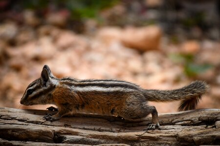Rodent squirrel wood