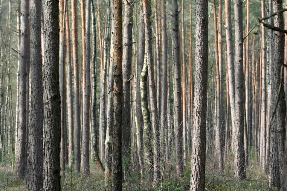 Nature desktop background bark