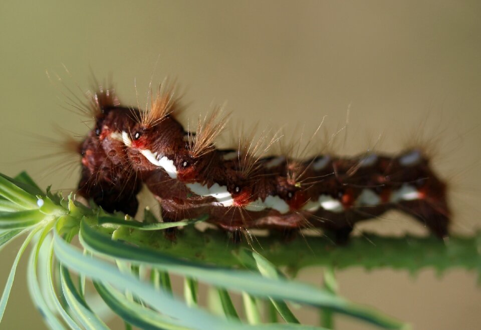The larva brown plant