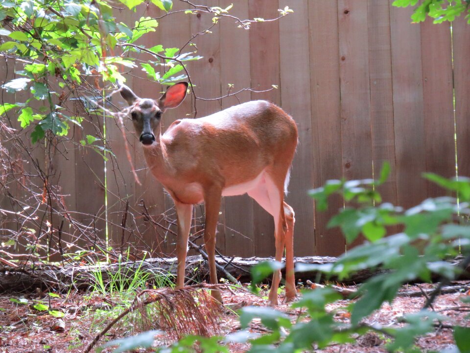 Animal natural animals