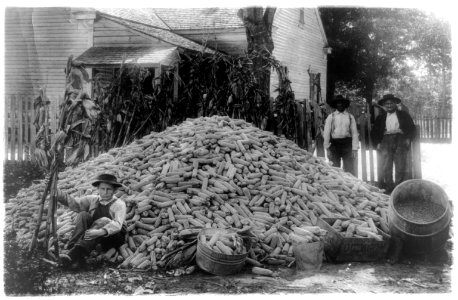 Two men and a boy with a large pile of corn LCCN93515338