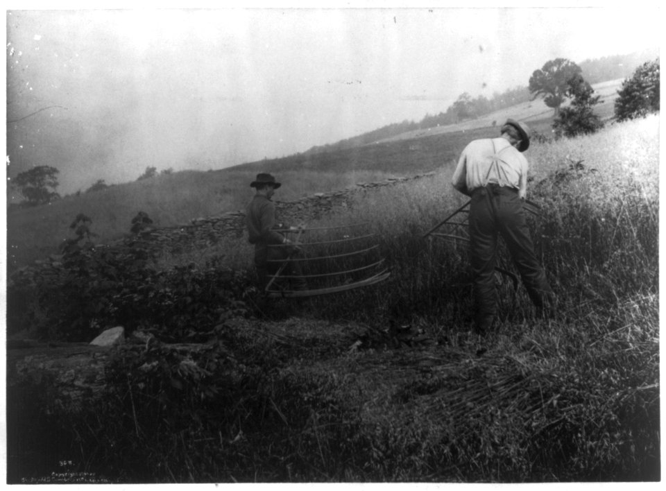 Two men cutting grain, using scythes with cradles LCCN2006679064