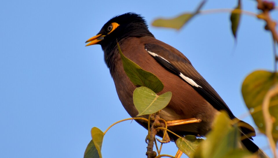 Wing animal starling photo