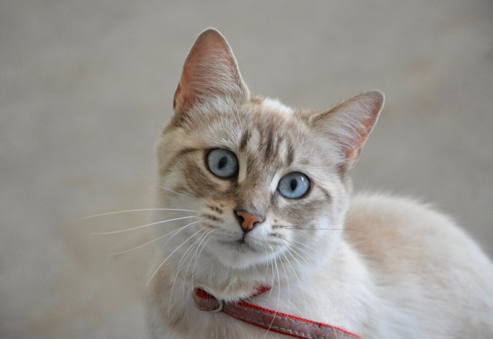Blue eyes domestic animal feline