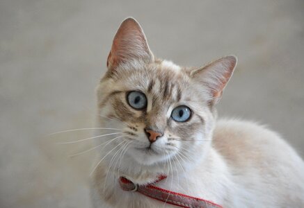 Blue eyes domestic animal feline photo