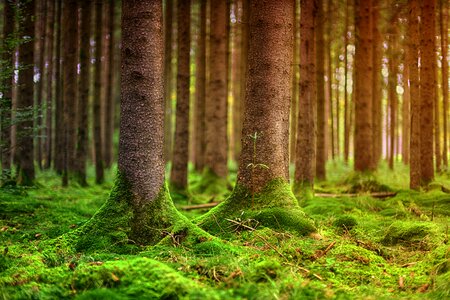 Tree leaf landscape
