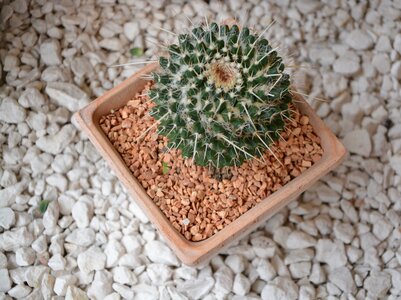 Mammillaria nejapensis green plants thorn