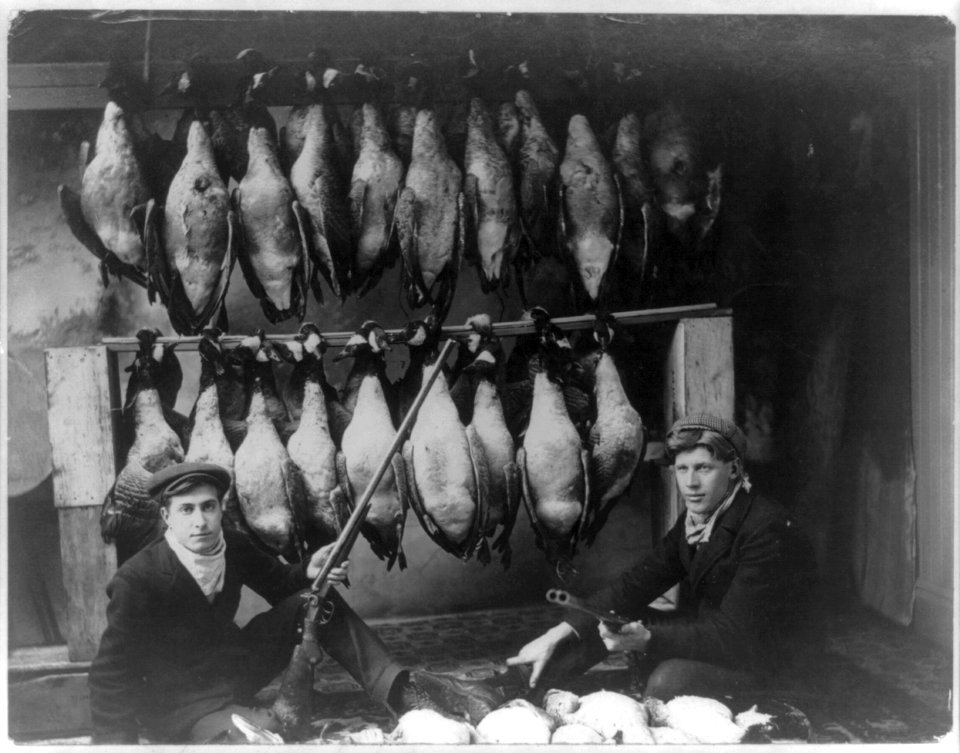 Two hunters posed with about 30 dead geese, Buffalo Lake, Alberta LCCN2012646796 photo