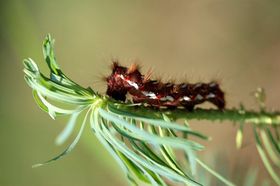 The larva brown plant