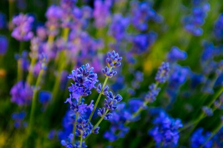 Lavender yili flower photo