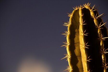 Nature cactus desert