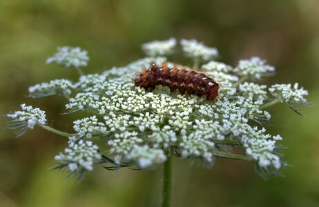 Brown plant flower