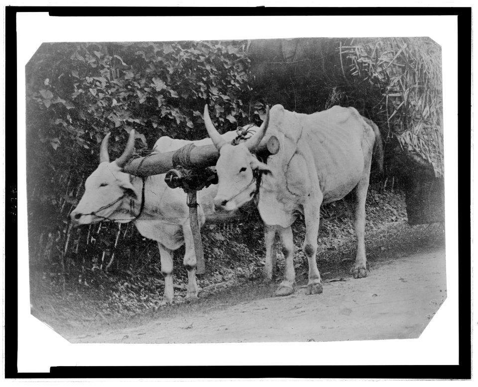 Two yoked oxen LCCN2006689565