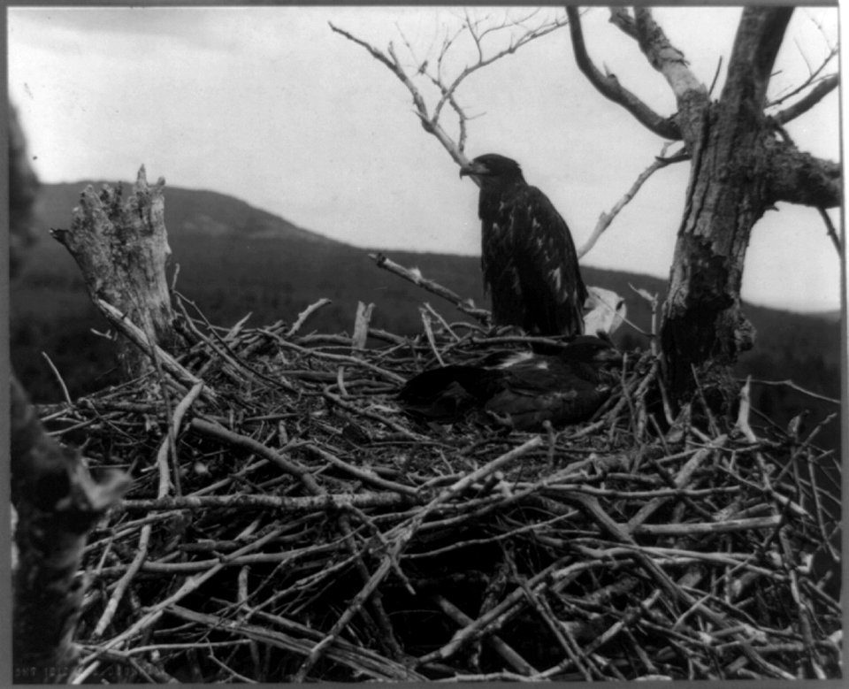 Two young eagles in nest, Lafayette National Park, Mt. Desert Island, Maine LCCN97508268