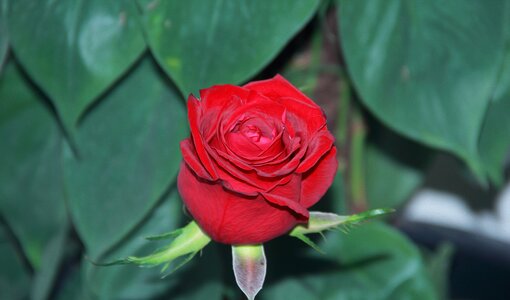 Flora romance color
