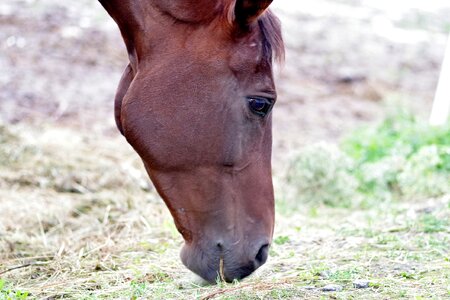 The head of a horse riding animal photo