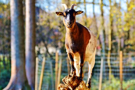 Domestic goat horns goatee