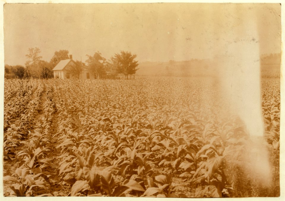 Typical farm home surrounded by tobacco and corn. LOC nclc.00562