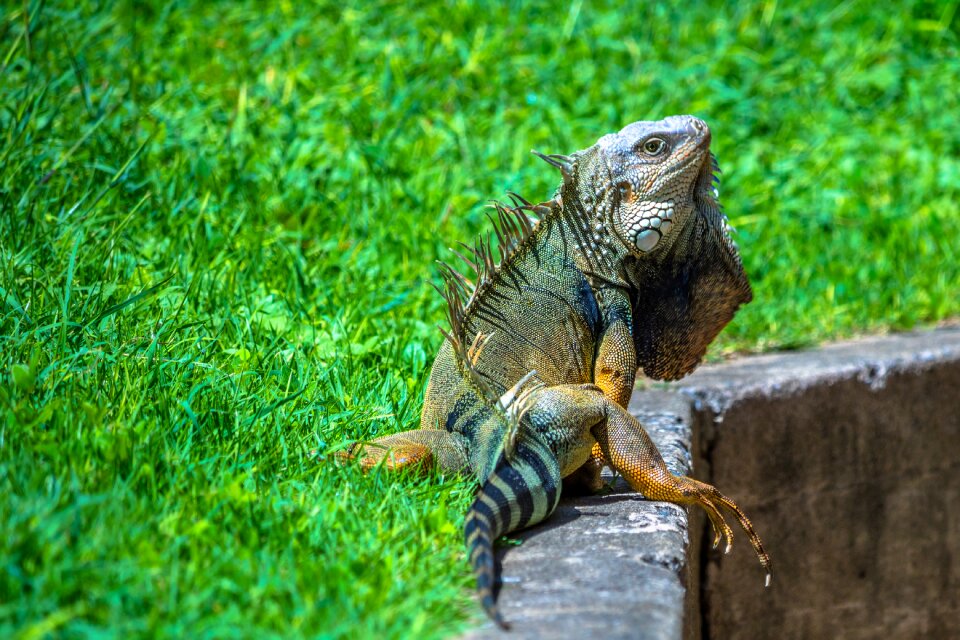 Animal nature tropical