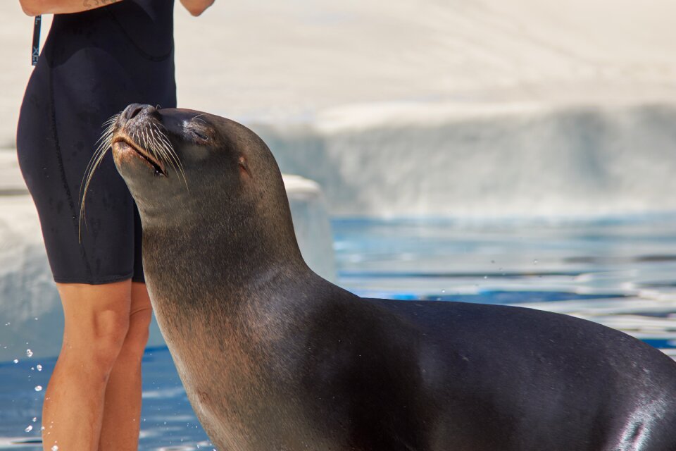 Dressage water mammal