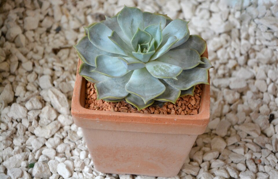 Botany nature plant