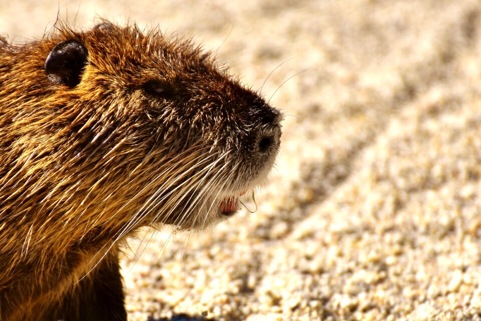 Splashing animal world animal