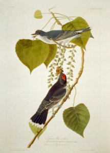 Tyrant Fly-catcher LCCN2002718995