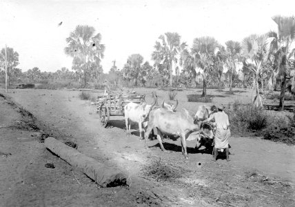 Typisk landskapsbild. Palmerna s.k. Satta- Bé. Nordvästra delen av ön, Madagaskar - SMVK - 001752