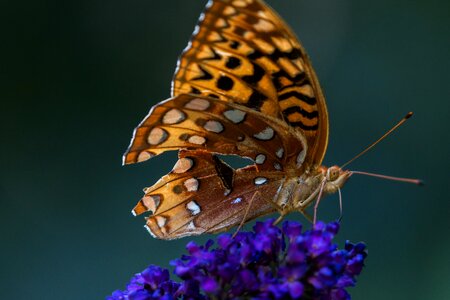 Close call garden wing photo