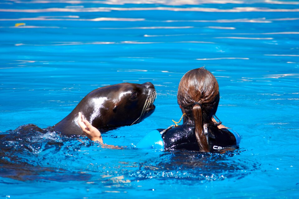 Dressage water mammal