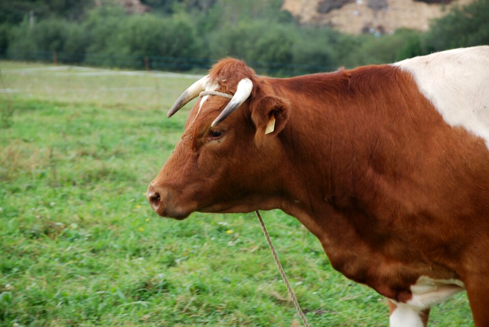 Veal animals field photo