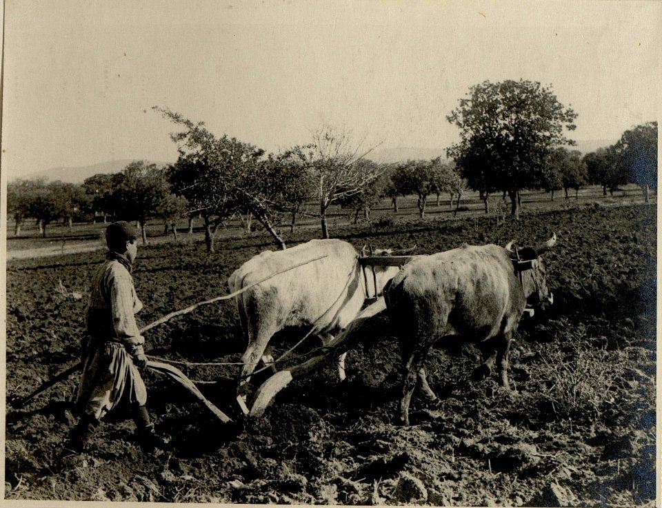 Türkischer Bauer beim Pfügen. 29.11.1917. (BildID 15546703)