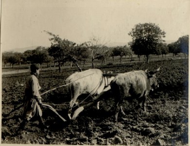 Türkischer Bauer beim Pfügen. 29.11.1917. (BildID 15546703)