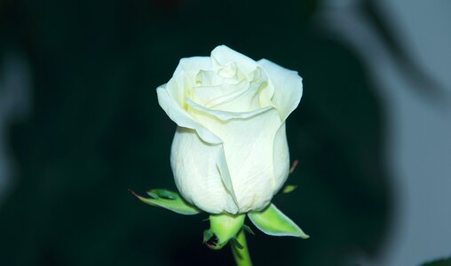 Leaf rose closeup