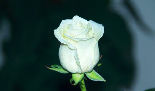 Leaf rose closeup photo