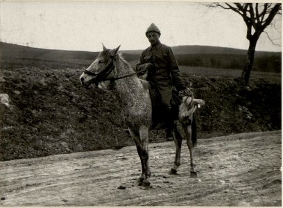Türk.Hahnfänger Kurzany (BildID 15529437)